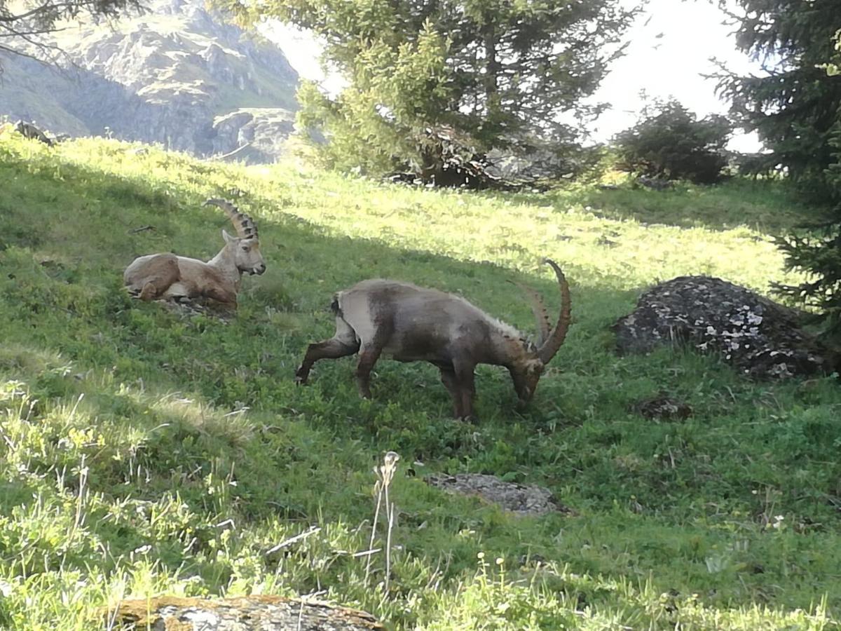 Le cocon du Catogne proche Martigny Verbier - Netflix - Valettes Extérieur photo